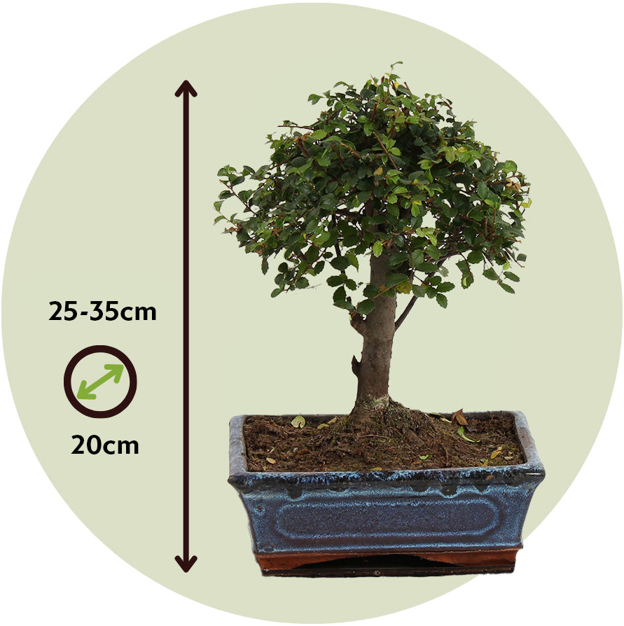 Zelcova Del Japón - Zelkova Serrata - Altura 25-35cm - ⌀20cm_2