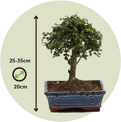 Zelcova Del Japón - Zelkova Serrata - Altura 25-35cm - ⌀20cm_2
