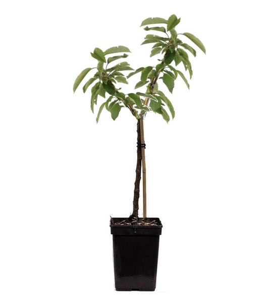 Manzano - Malus - Altura 60-80cm - ⌀15cm_0