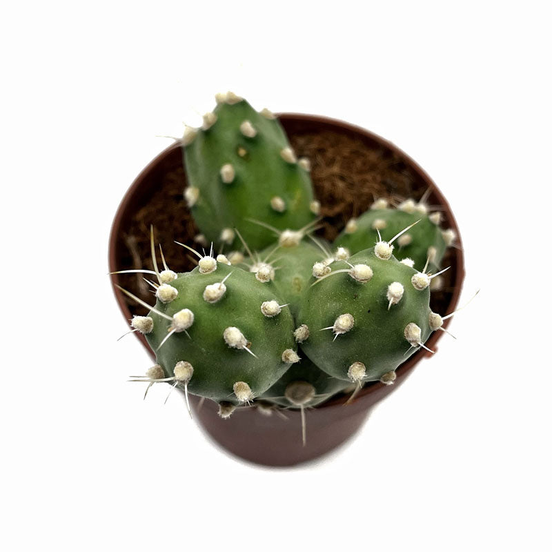 Cumulopuntia Zehnderi Cactus Y Suculentas M8,5 cm Ø_0