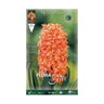 Bolbos de Jacinto Laranja 3 unidades