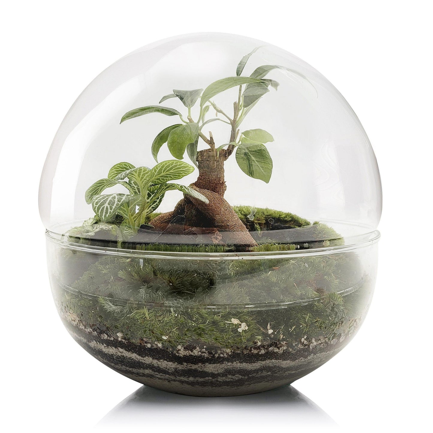 Terrário Ficus Retusa da Floresta do Bornéu Ø20 x 20cm