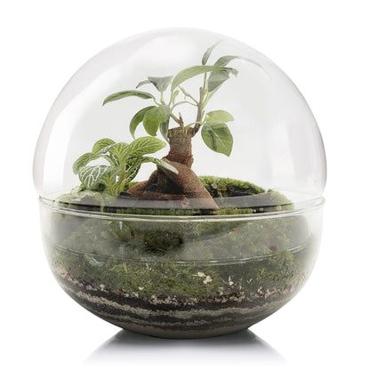 Terrário Ficus Retusa da Floresta do Bornéu Ø20 x 20cm