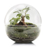Terrário Ficus Retusa da Floresta do Bornéu Ø20 x 20cm
