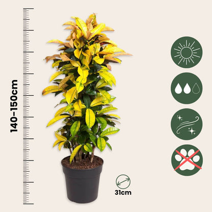Croton - Codiaeum Variegatum 'mrs. Iceton' - Altura 140-150cm - ⌀31cm_2