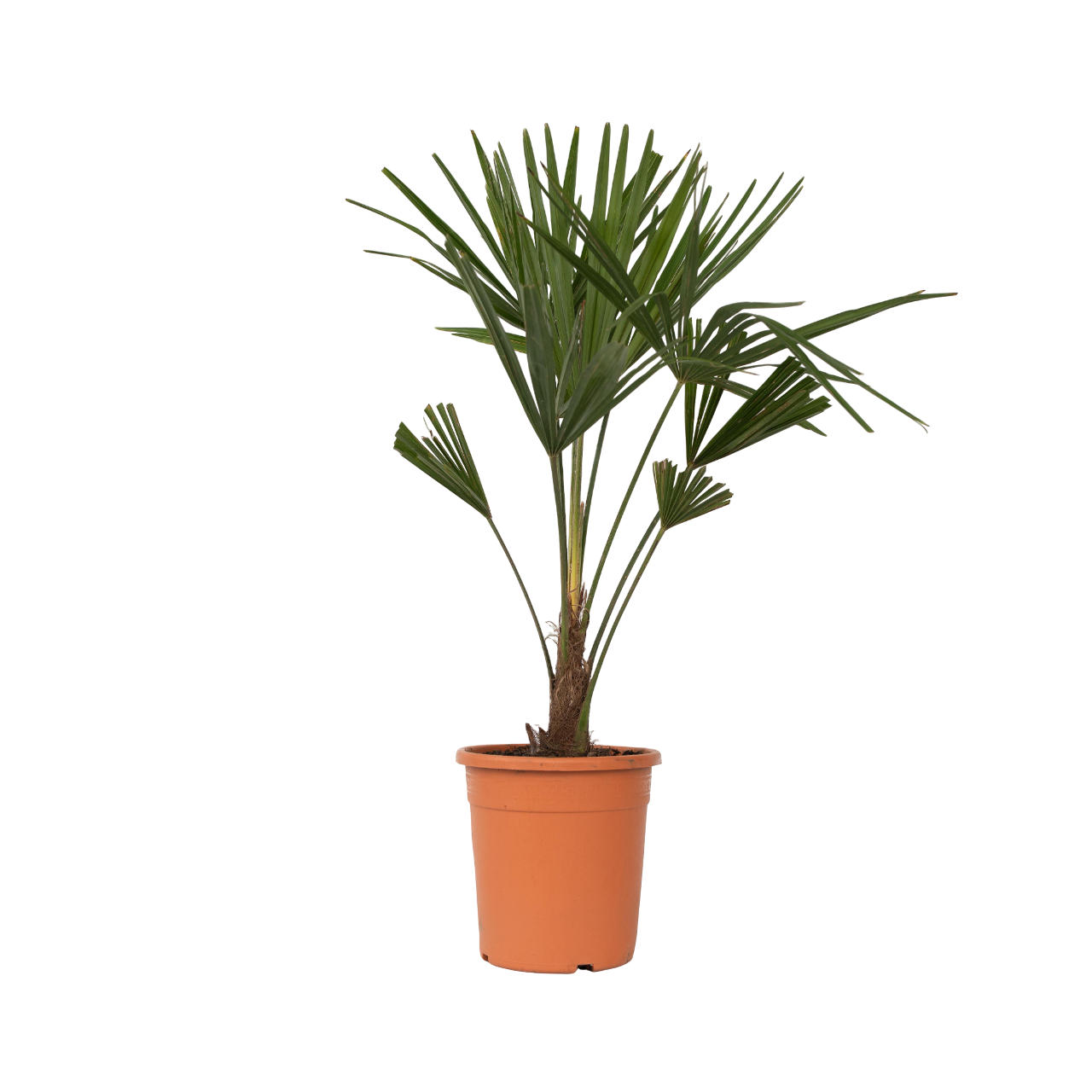 Palma De China - Trachycarpus Fortunei - Altura 65-75cm - ⌀21cm_0