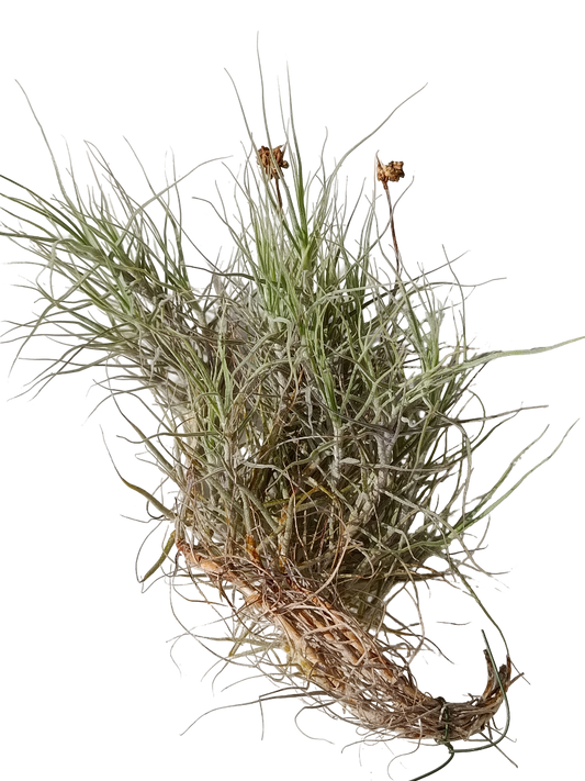 Tillandsia Fragant Clavel Del Aire Planta Natural_0