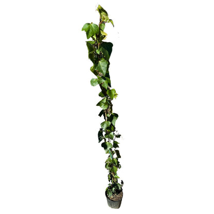 Hiedra De Caña Planta Trepadora De Exterior_0