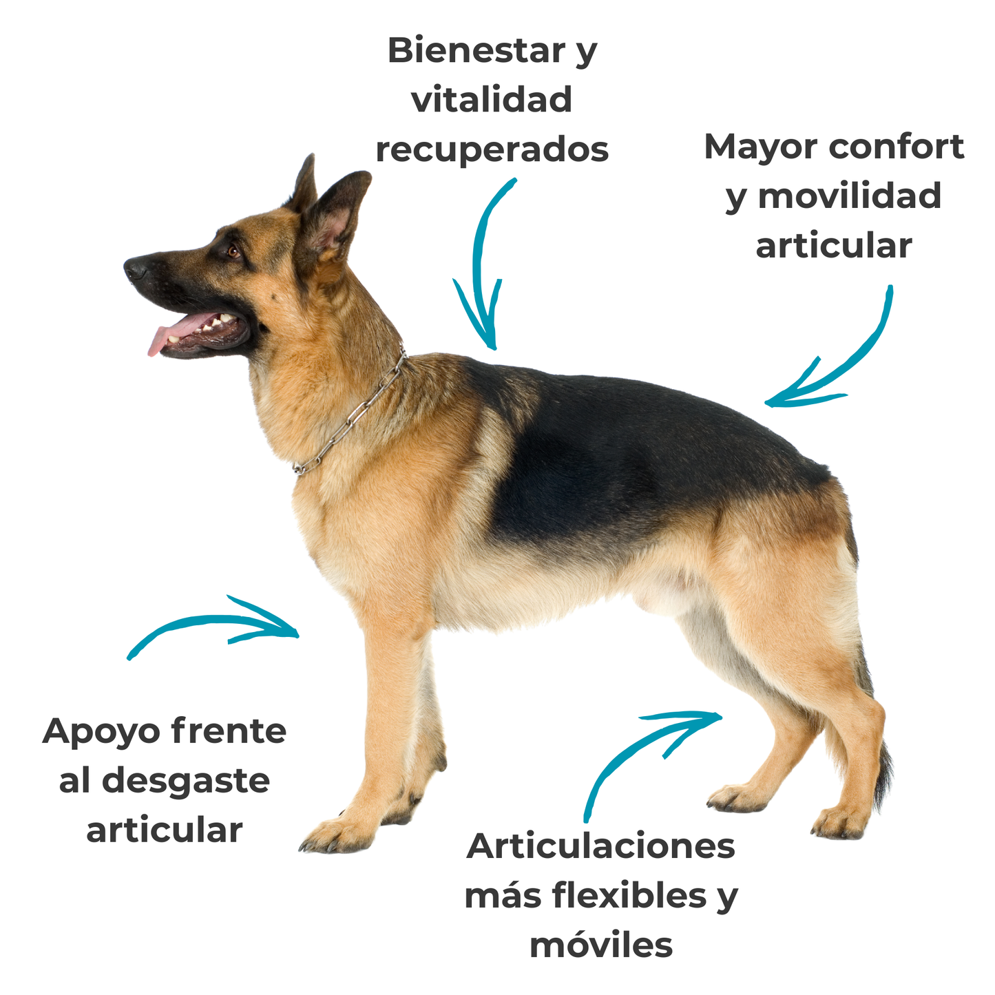 Suplemento natural para la movilidad articular de perros y gatos – Condroprotector 100 g_1