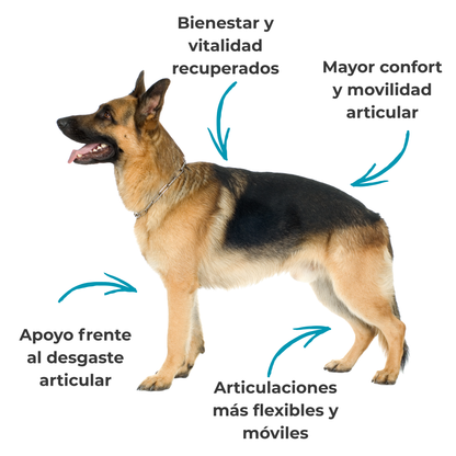 Suplemento natural para la movilidad articular de perros y gatos – Condroprotector 100 g_1
