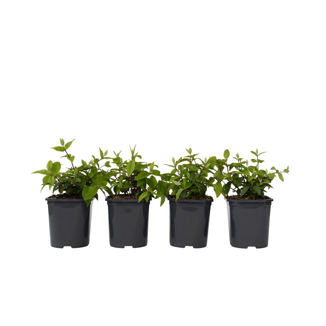 Flores De Fresa - 4 Pzs - Deutzia 'strawberry Fields' - Altura 25-40cm - ⌀17cm_0