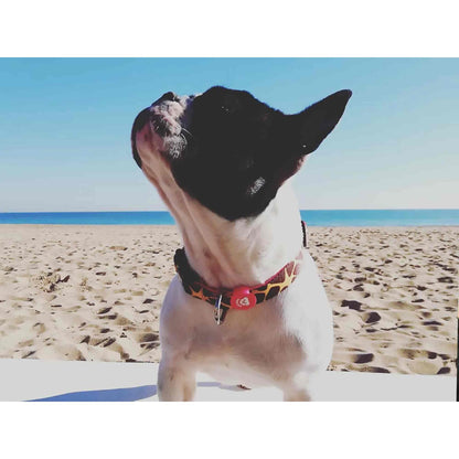 Coleira para cão SAVANA Dukier