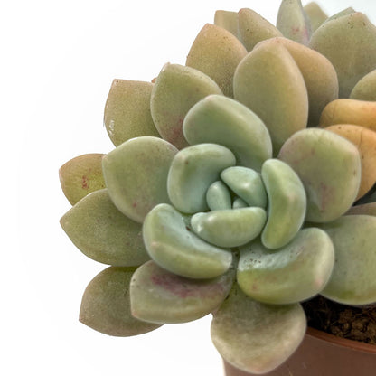 Graptoveria 'Graine De Jour' Cactus Y Suculentas M8,5 cm Ø_2