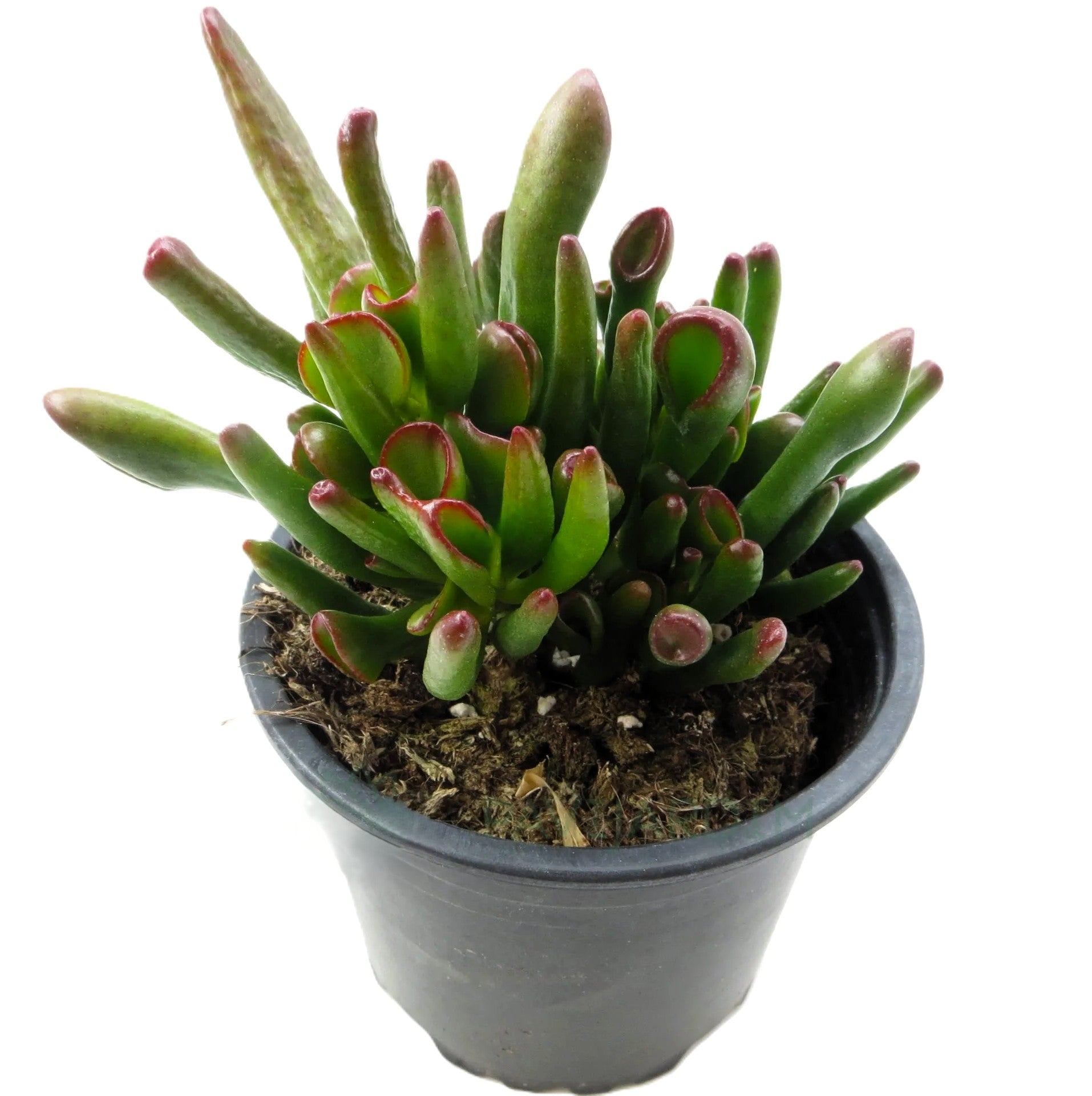 Crassula Ovata 'horn Tree'; Planta Suculenta Verde; Curiosarium; Maceta 10,5 Cm_1