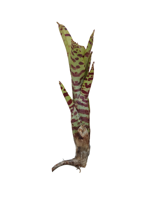 Neoregelia Tigrina Planta Bromelia De Interior Ideal Terrarios_0