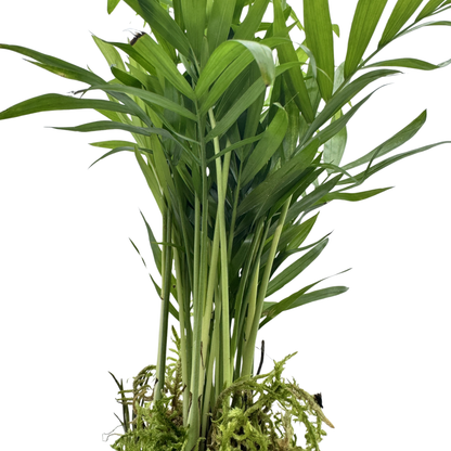 Planta Chamaedorea Kokedama Natural_2