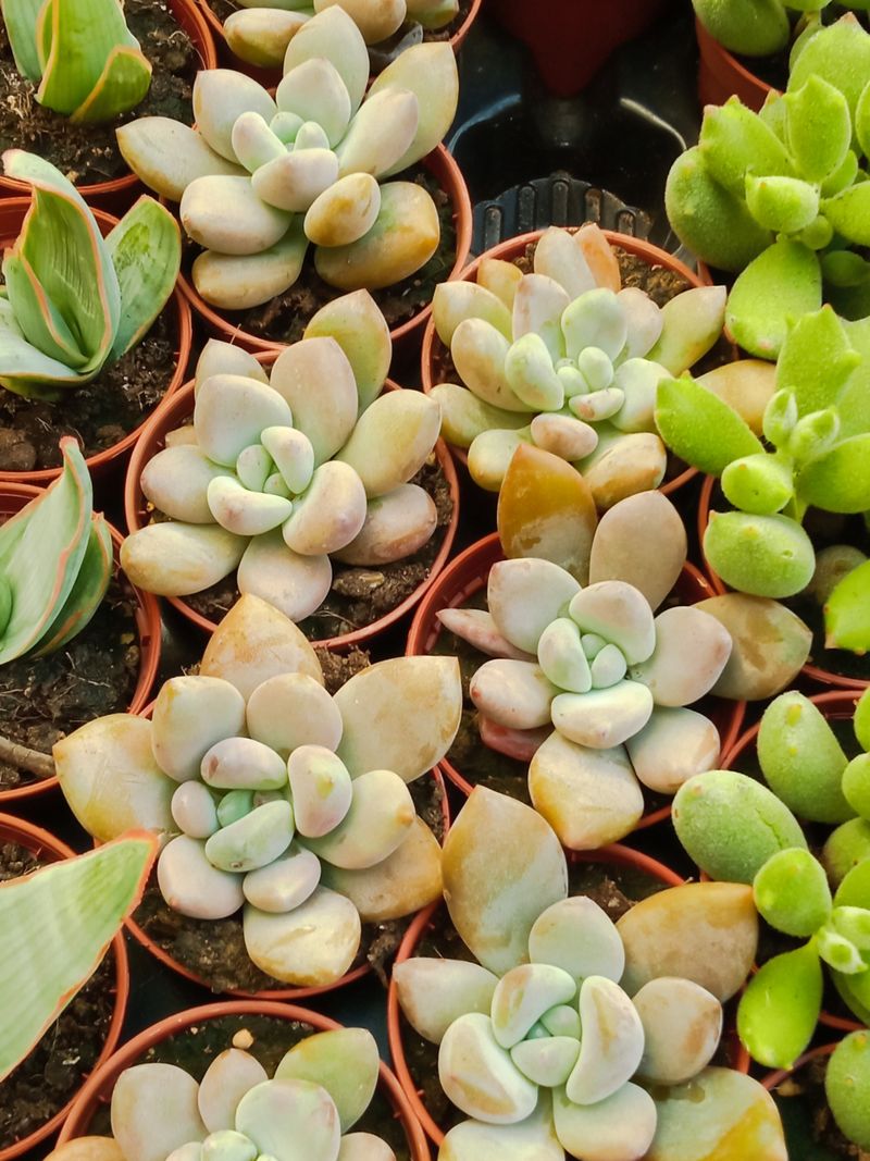 Graptoveria Pink Donna Planta Suculenta Ø5_0