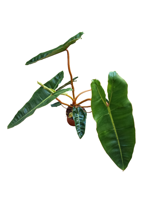 Philodendron Billietiae Planta De Interior Ø12 Altura +40 Cms_0