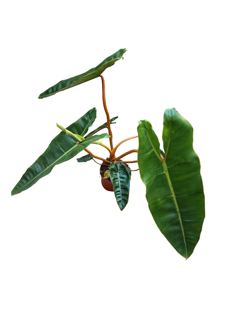 Philodendron Billietiae Planta De Interior Ø12 Altura +40 Cms_0