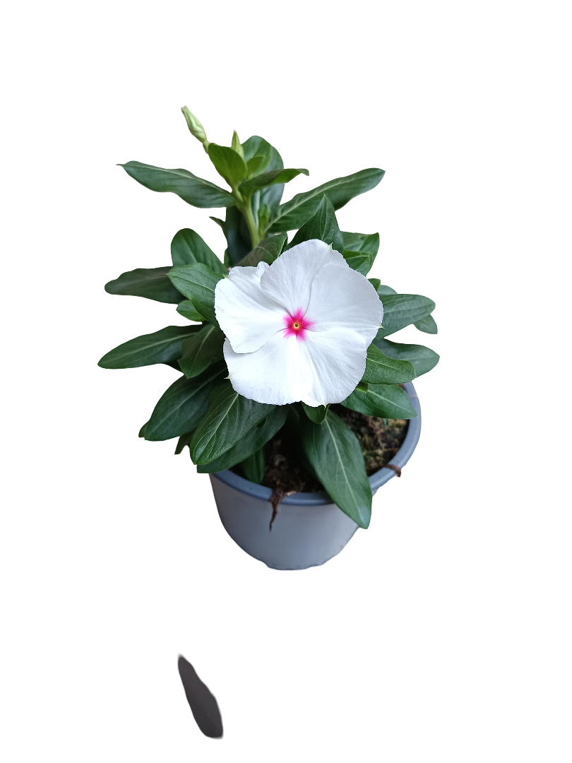 Vinca Flor Surtida Ø12 Planta De Exterior E Interior_1