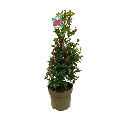 Ilex Blue Maid M23 90cm (acebo)_0