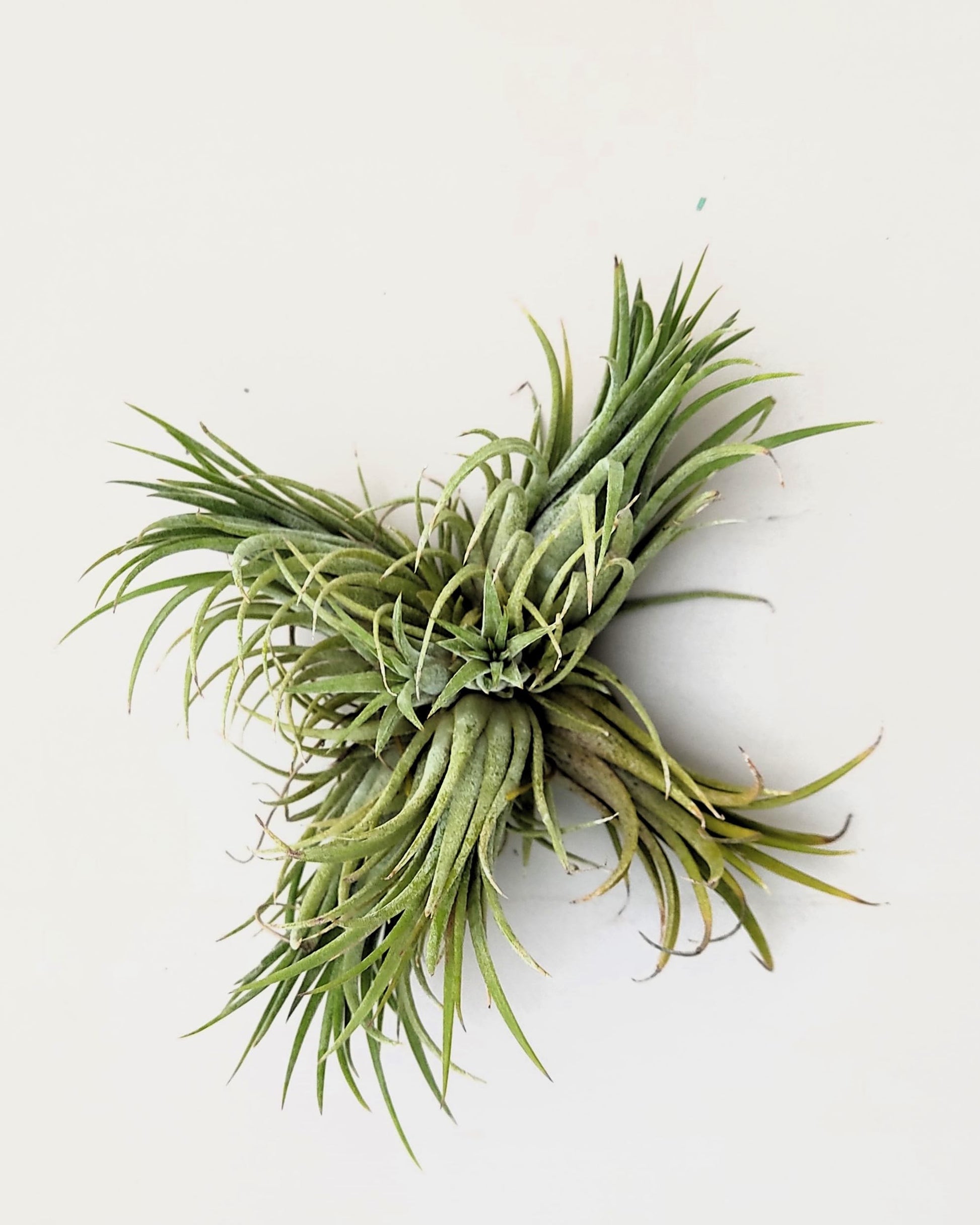 Tillandsia ionantha rubra clump; planta del aire, mata de plantas; Curiosarium; altura 10 cm, diámetro 15-18 cm_5