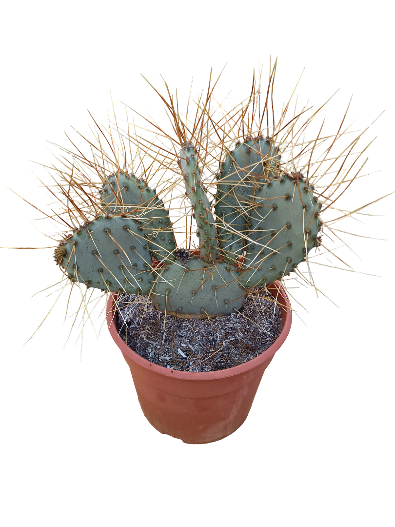 Opuntia Macrocentra Flabispinna Planta De Sol Ø20 Cactus Unico_0