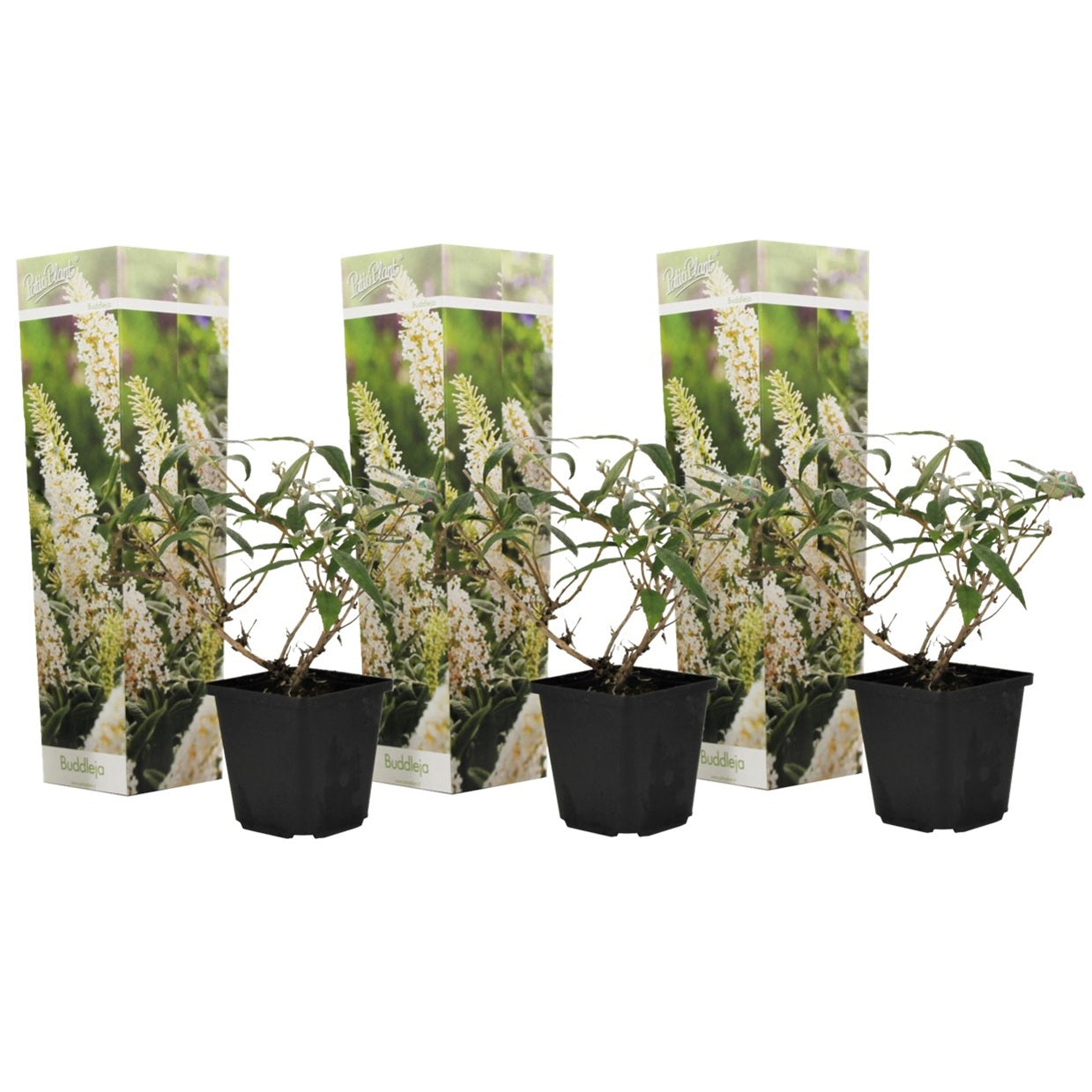 Arbusto De Las Mariposas - 3 Pzs - Buddleja Davidii - Altura 25-40cm - ⌀9cm_0