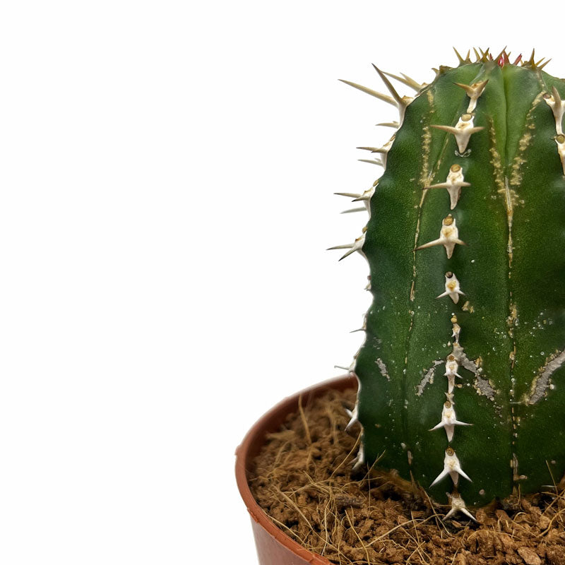 Euphorbia Echinus Cactus Y Suculentas M8,5 cm Ø_2