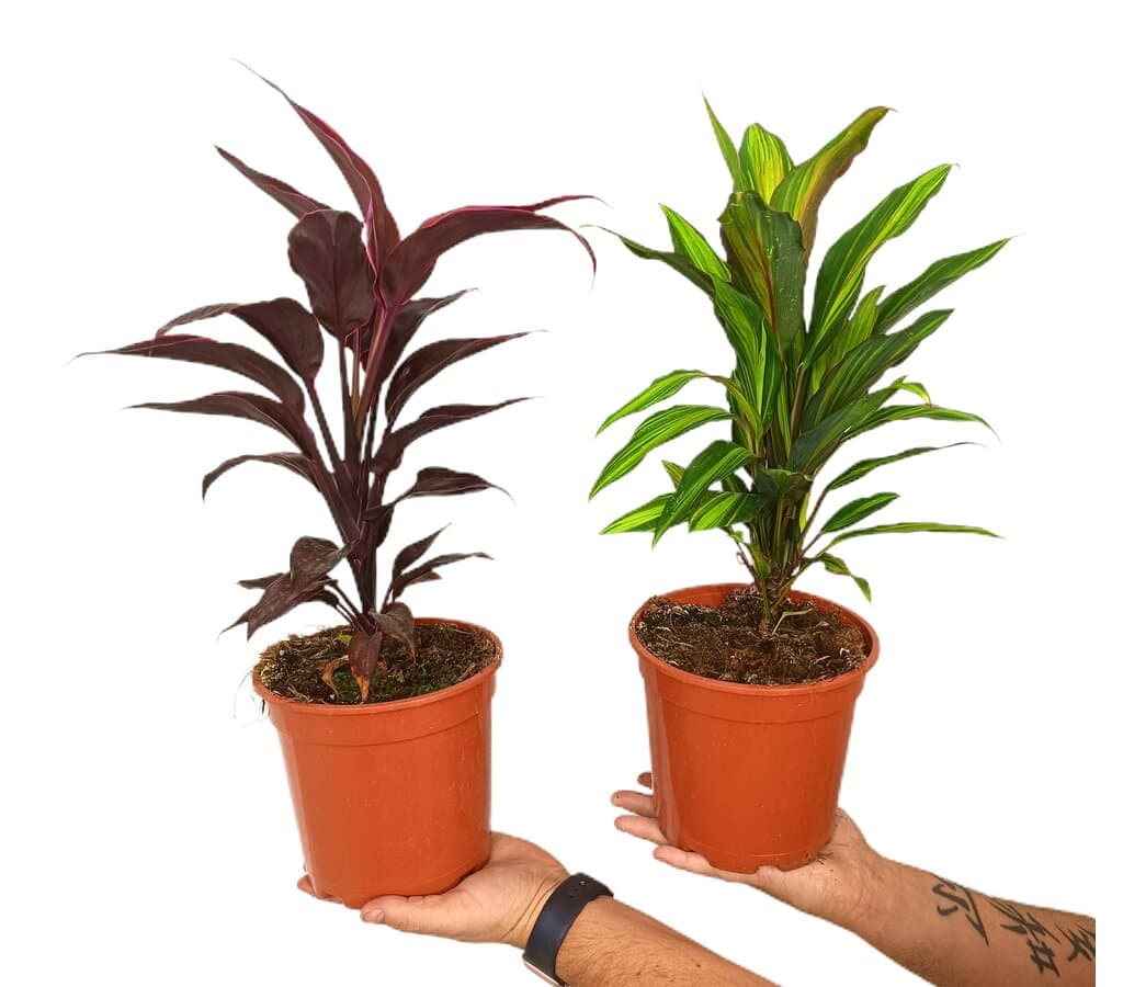 Cordyline Fructucosa M17 50cm_0