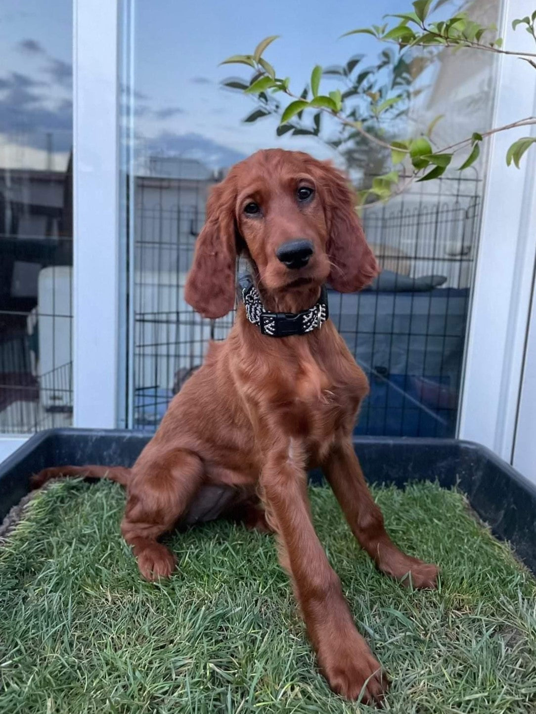 Petground, Cama Para Perros, Empapador, Alfombra Olfativa, Césped Natural, XXL_3