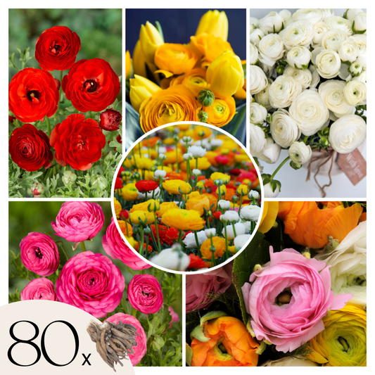 Ranúnculo - 80 Pzs - Ranunculus - Bulbos De Flores_0