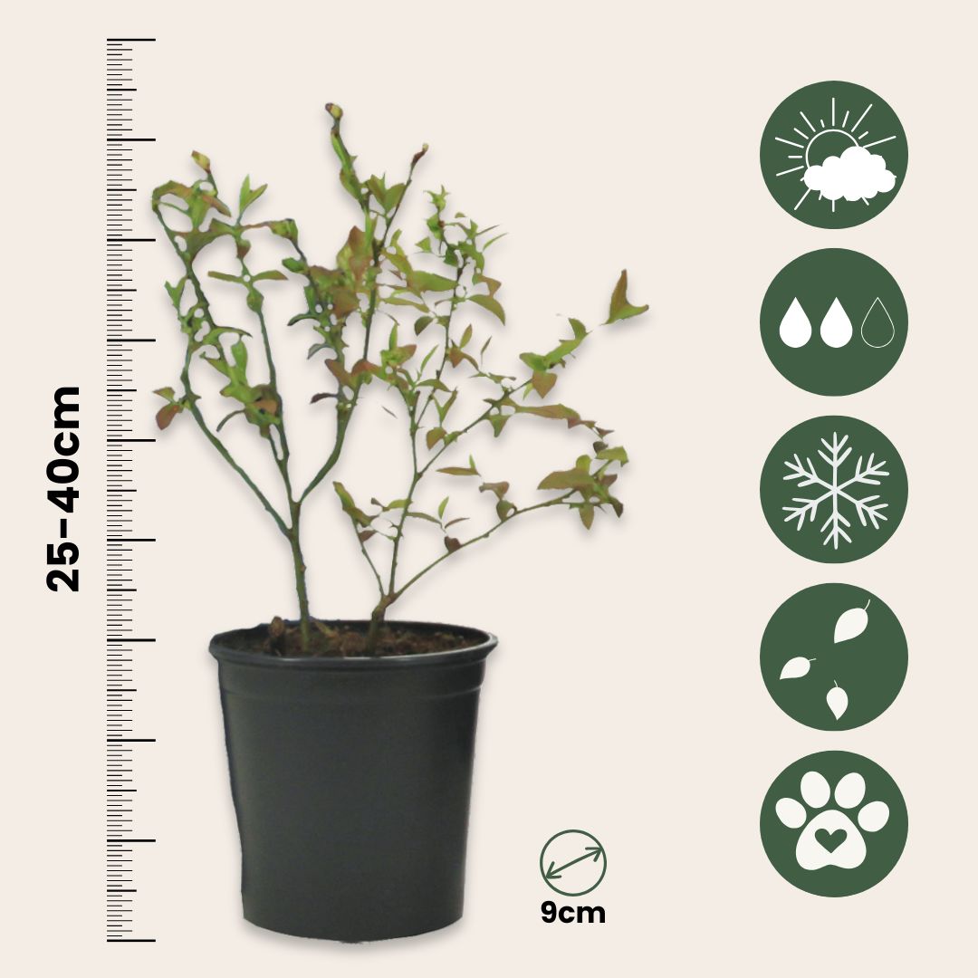 Arándano Alto - 3 Pzs - Vaccinium 'sunshine Blue' - Altura 25-40cm - ⌀9cm_2