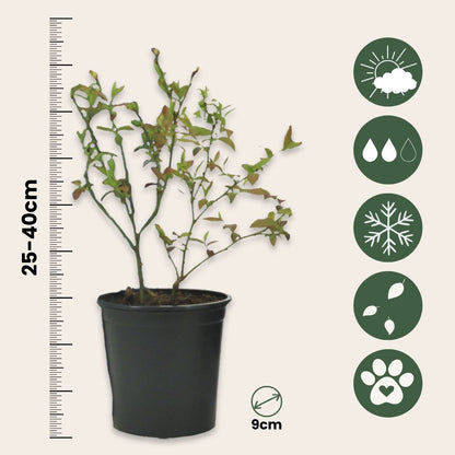Arándano Alto - 3 Pzs - Vaccinium 'sunshine Blue' - Altura 25-40cm - ⌀9cm_2