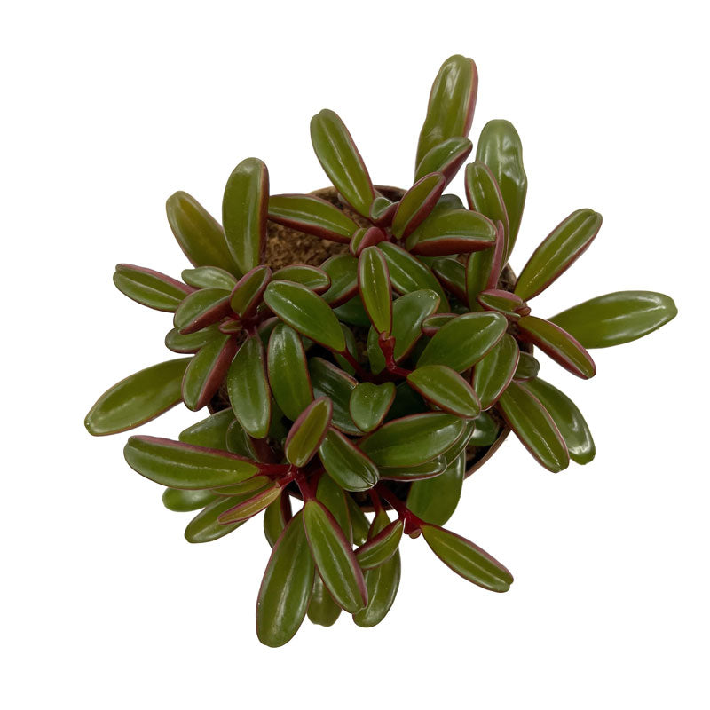 Peperomia Graveolens Cactus Y Suculentas M10 cm Ø_3