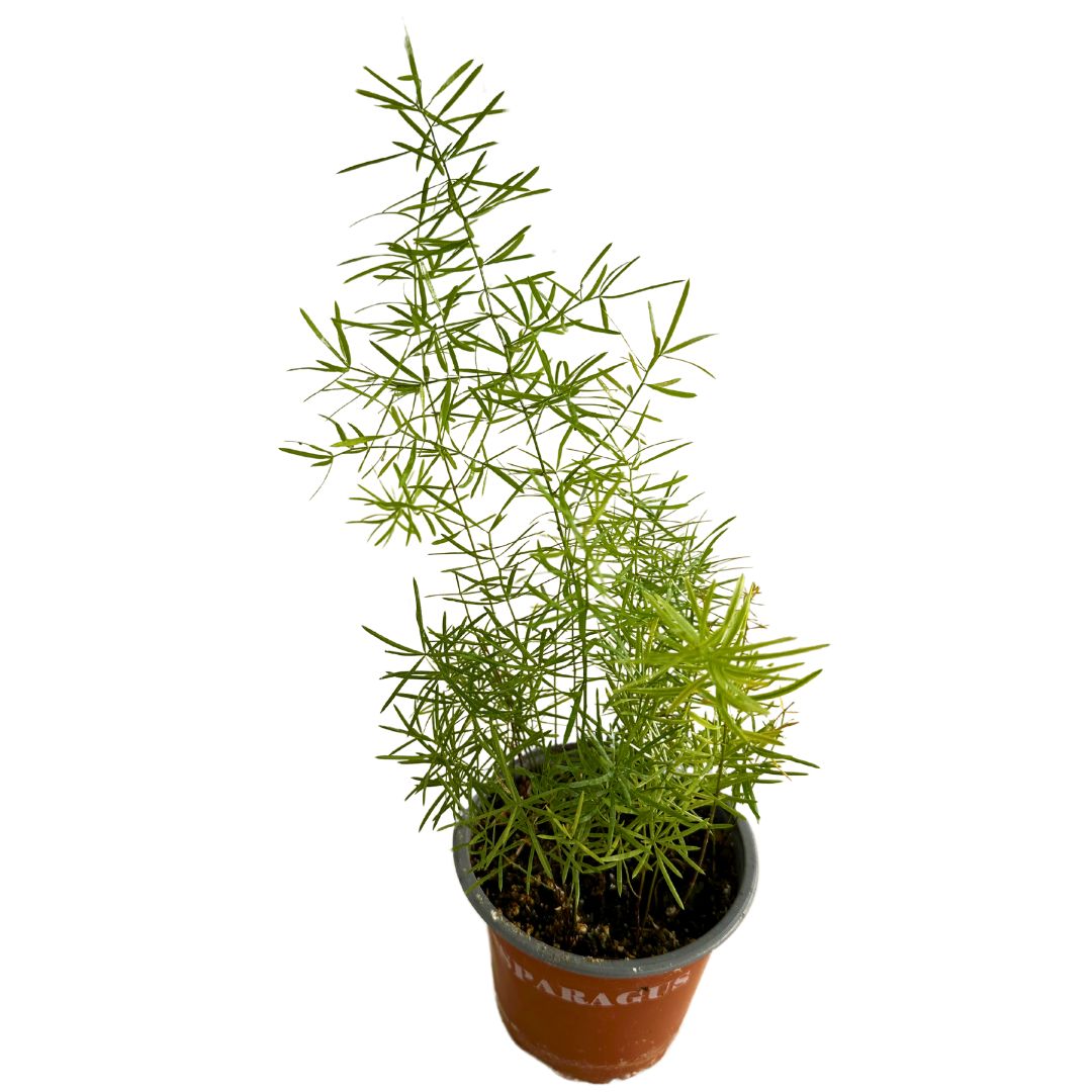 Esparraguera Ornamental, La Versión Original De Las Esparragueras M12_0