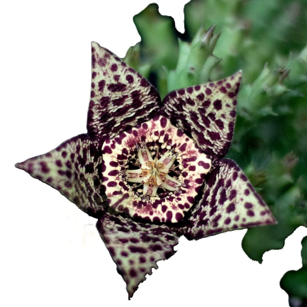 Stapelia Variegata; Planta Suculenta Con Floración Llamativa, Flor Moteada; Diámetro Maceta 9 Cm_1