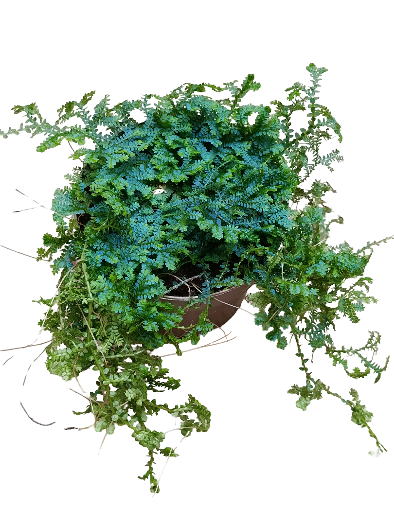 Selaginella Azul Ø12 Planta De Interior Ideal Terrarios_0