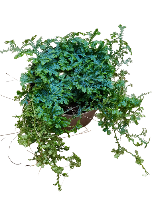 Selaginella Azul Ø12 Planta De Interior Ideal Terrarios_0