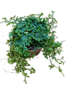 Selaginella Azul Ø12 Planta Ideal Para Terrários Em Ambientes Interiores.