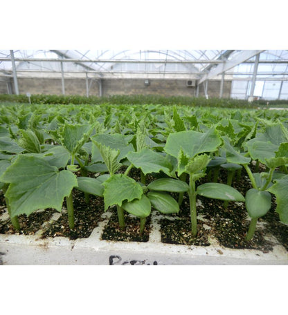 Plantón Pepino Marketmore (10 Unidades)_1