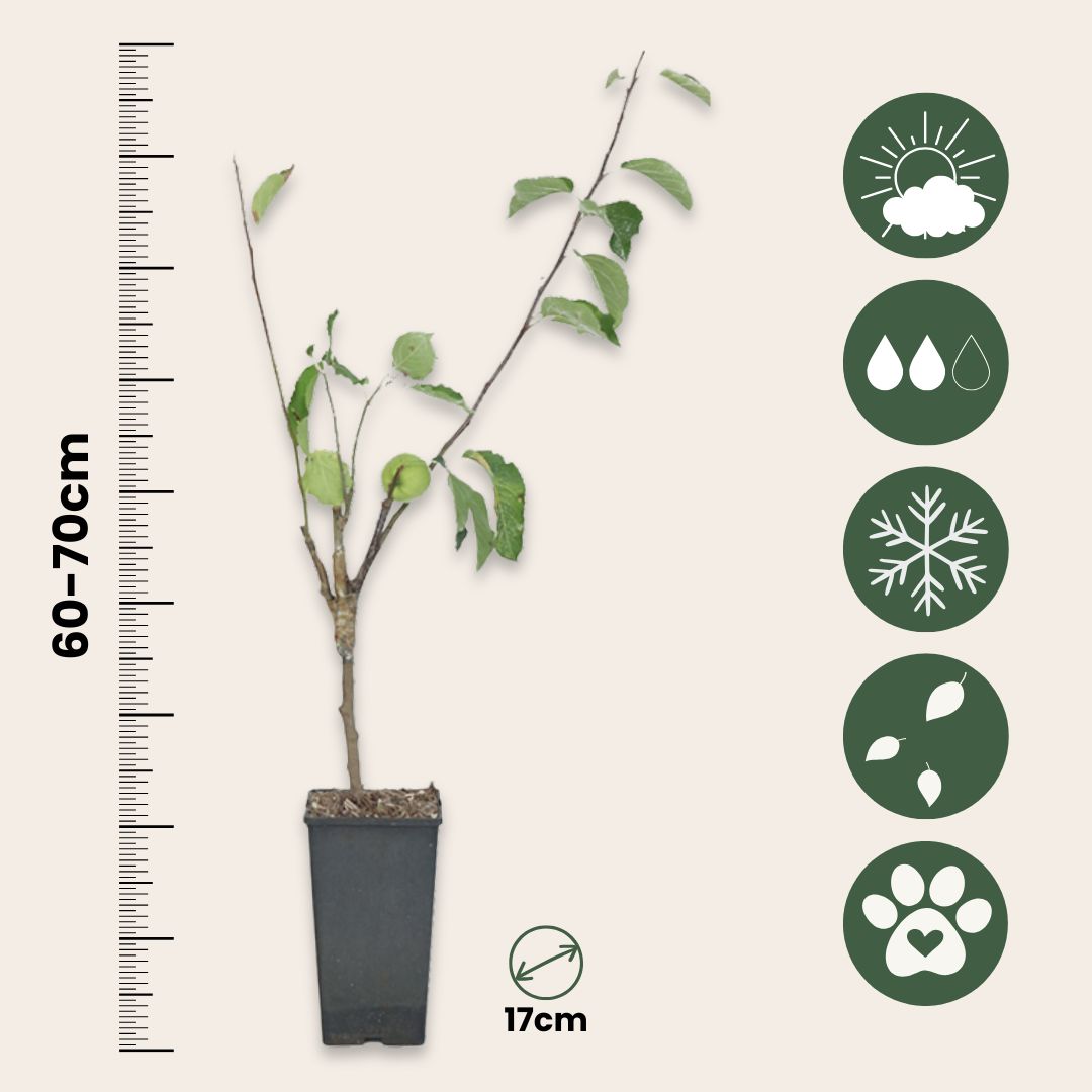 Manzano - Malus - Altura 60-70cm - ⌀17cm_2
