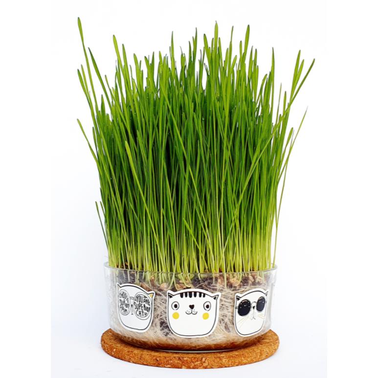 Conjunto para cultivo de relva para gatos