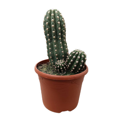 Trichocereus Grandiflorus M25_0
