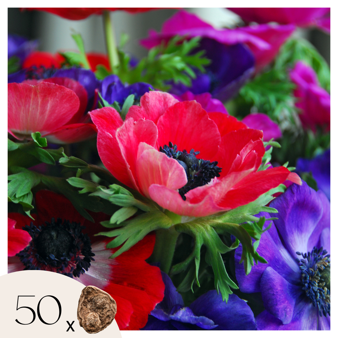 Anemone Coronaria - 50 Pzs - Anemoon De Caen - Bulbos De Flores_0