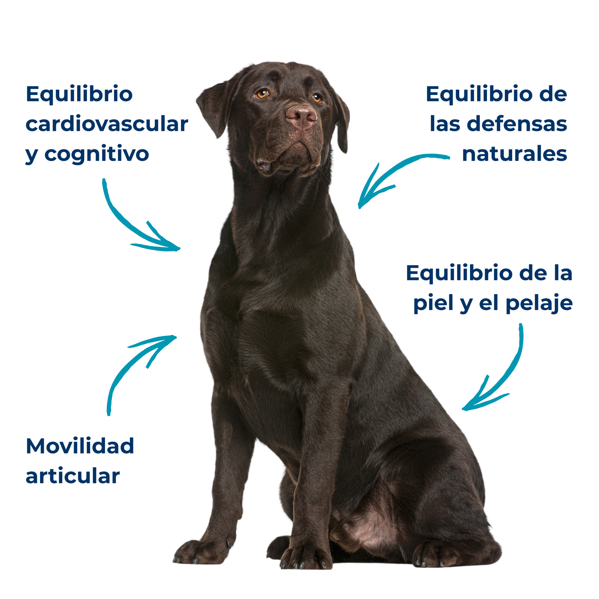 Suplemento natural Omega-3 para perros y gatos – Aceite de sardina y anchoa salvaje 200 ml_3