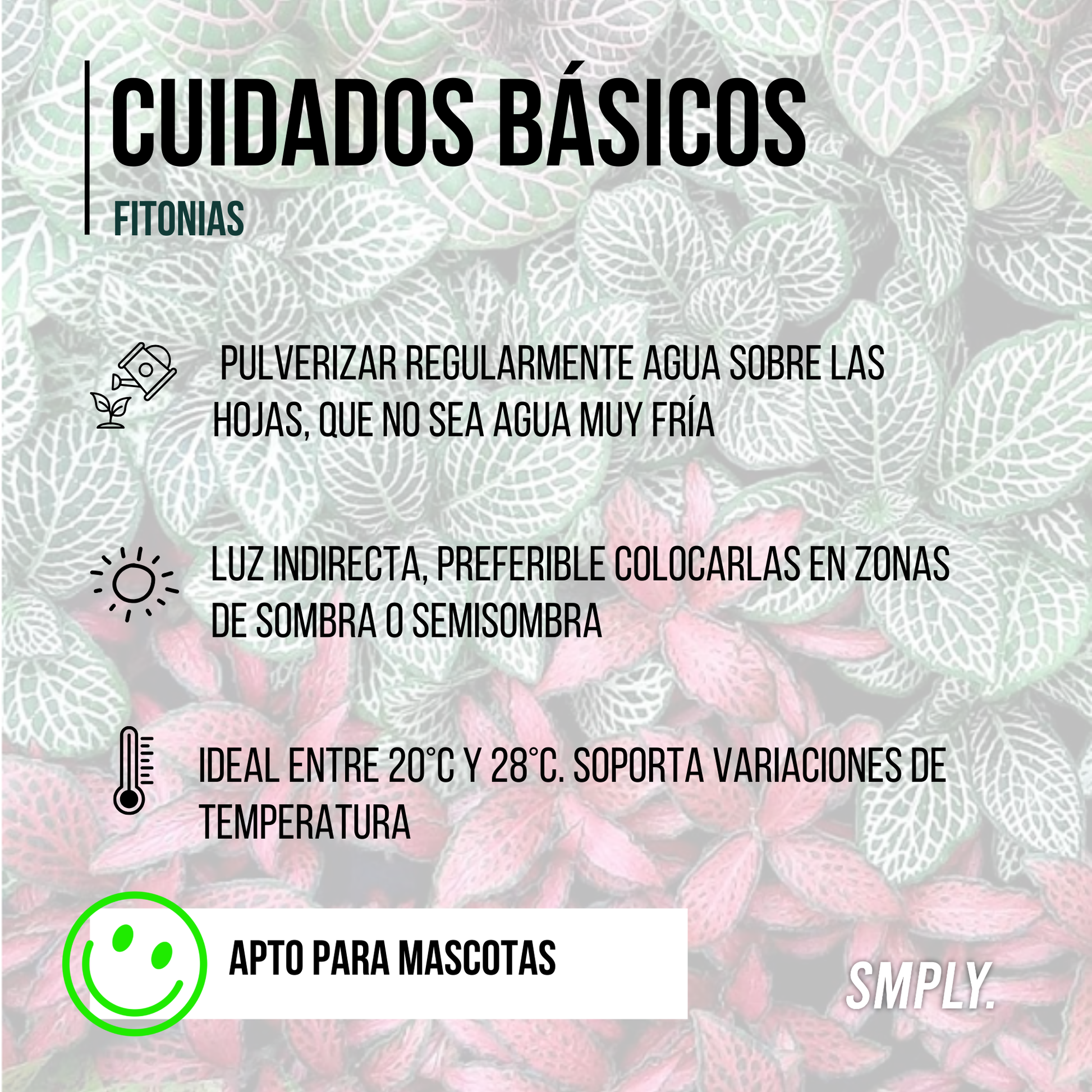 Pack De 3 Fitonias Naturales Para Interior O Exterior En Maceta Ø9 Cm_2