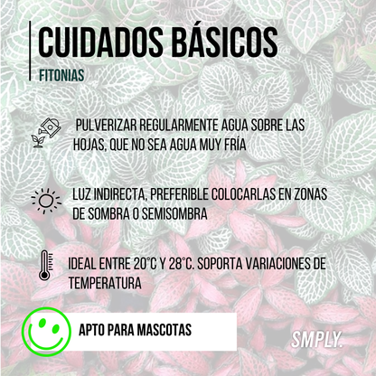 Pack De 3 Fitonias Naturales Para Interior O Exterior En Maceta Ø9 Cm_2