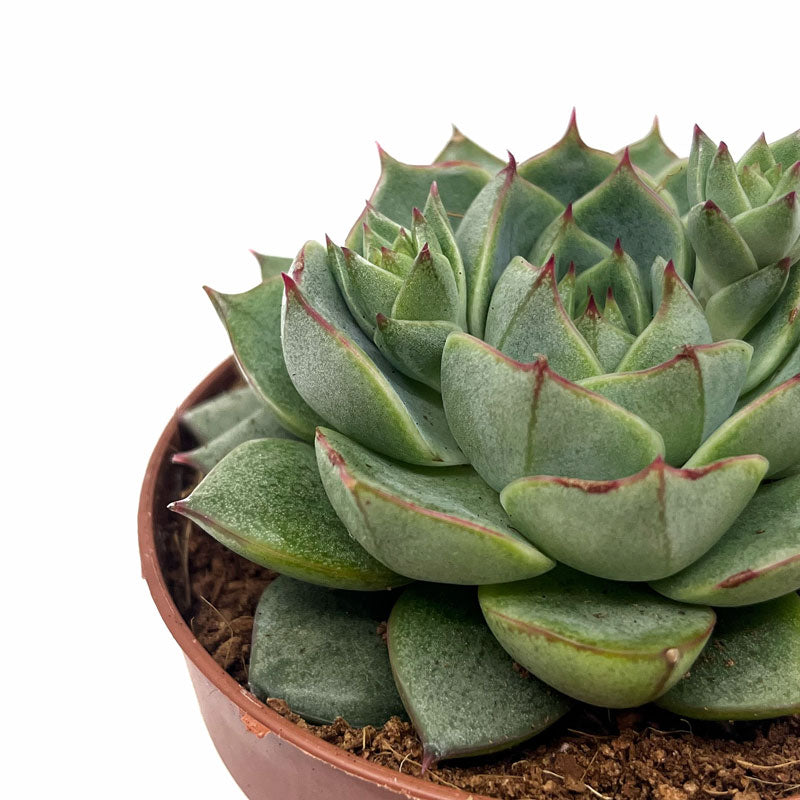 Echeveria Fabiola Cactus Y Suculentas M8,5 cm Ø_2