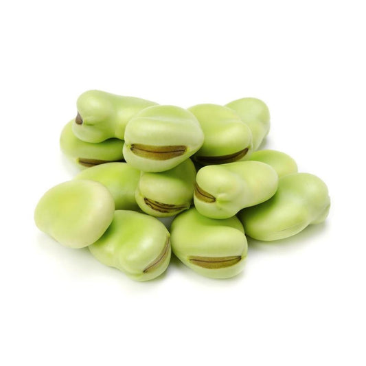 Muda de fava em vaso de 11 cm
